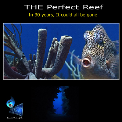 Liquid Motion Underwater Film Production Company - Professional Underwater Film Services, #underwaterfilmservices #underwaterfilmmaking #underwaterfilmcourses #underwaterproductionservices #underwatercameraman, National Geographic, Fox, The Reef Series, The Perfect Reef, Talking With Fishes, The circle of life